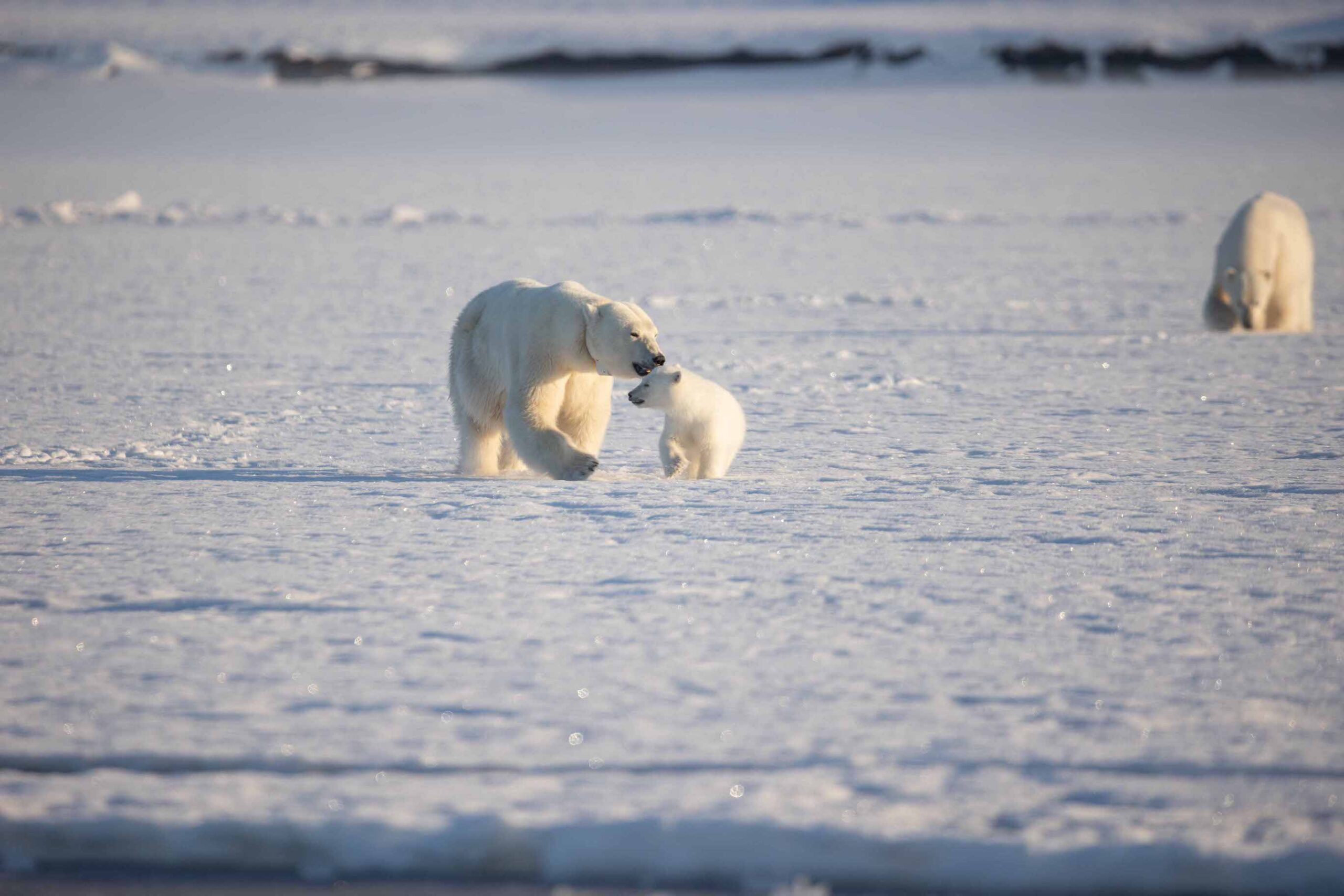 Polar_Bear_with_cub_Svalbard_22_AndyMarsh_SecretAtlas